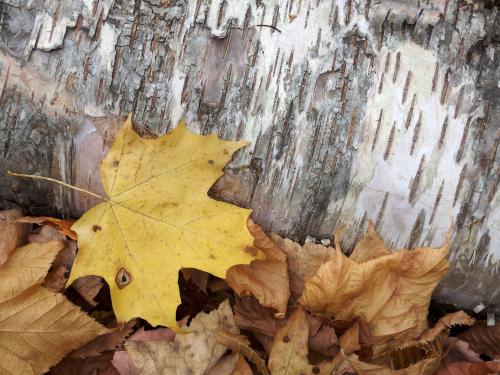 maple leaf at Round Mountain in western Maine