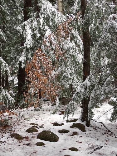 snowy trail in November to Round Top in New Hampshire