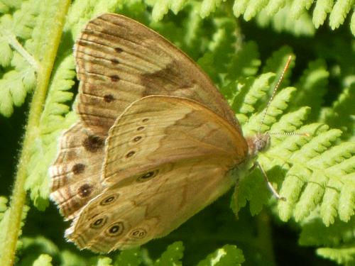 Eyed Brown butterfly (Satyrodes eurydice)