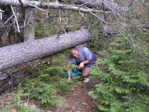 blowdown across the trail to Royce Mountain in New Hampshire