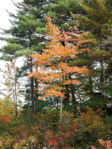 colorful foliage at Russell Abbott State Forest in southern New Hampshire
