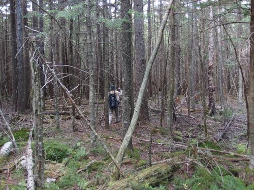 Dick heads into unusual woods on a bushwack to Sachem Peak in the White Mountains of New Hampshire