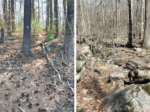 trails in March at Saddle Hill Nature Walk in eastern Massachusetts