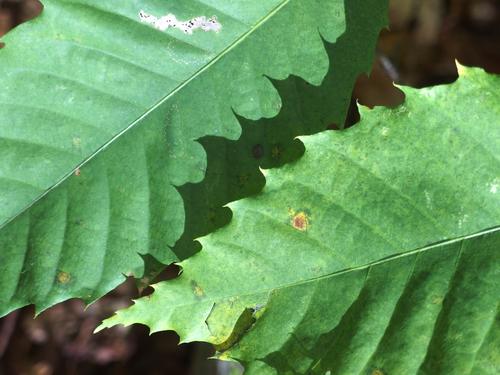 American Chestnut (Castanea dentata) leaves at Salem Town Forest in Salem, New Hampshire