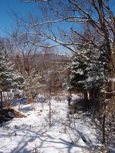 bushwhacker on the way to Salt Ash Mountain in Vermont