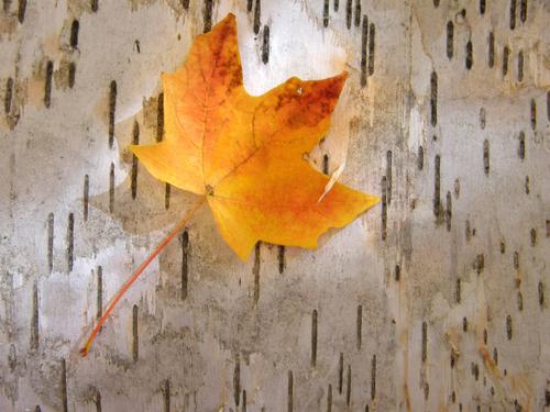 Sugar Maple leaf and birch bark at Sandwich Dome mountain in New Hampshire