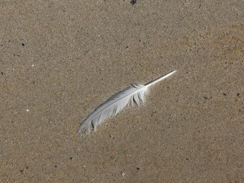 a feather rests softly on the fine-sand beach at Sandy Point State Reservation near Newburyport in Massachusetts