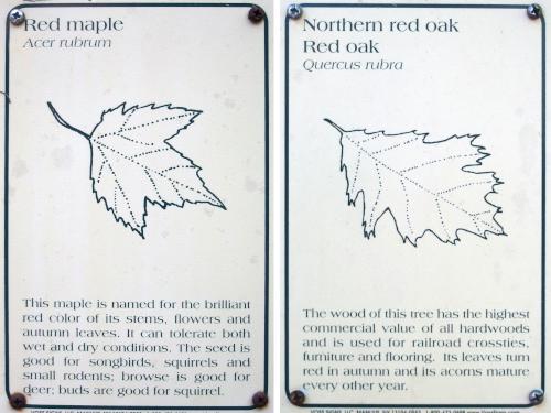 tree identifications igns at Saunders Pasture Conservation Area in southern New Hampshire