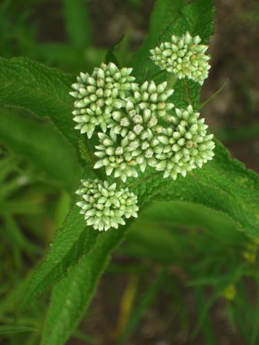 Boneset flower