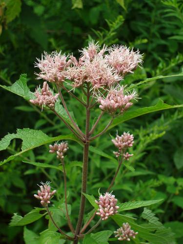 Joe Pye Weed flowers