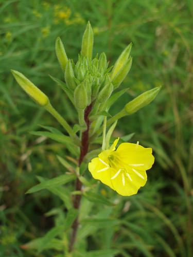 Evening Primrose flower