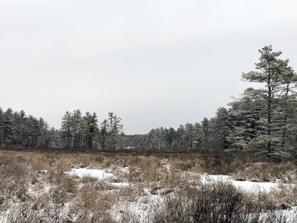view in January of Sawmill Swamp in southeast NH