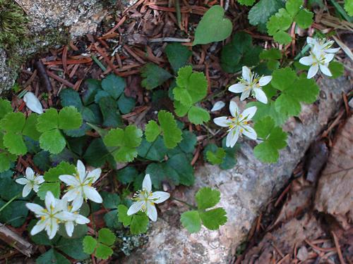 Goldthread flowers