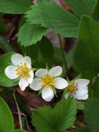 Wild Strawberry