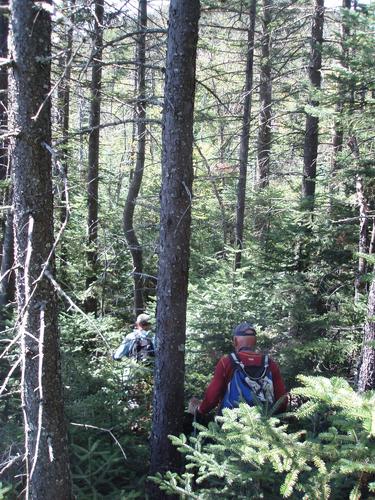 bushwhack hike to Middle Scar Ridge in New Hampshire