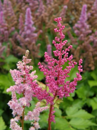 False Goatsbeard (Astilbe x arendsii)