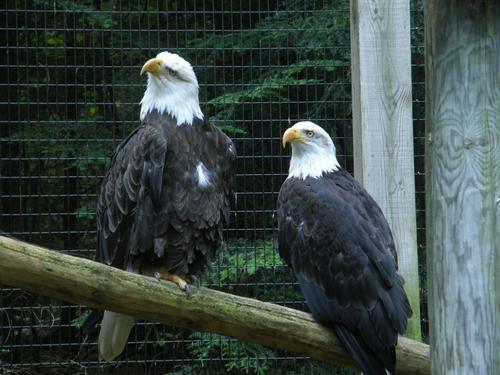 Bald Eagle (Haliaeetus leucocephalus)