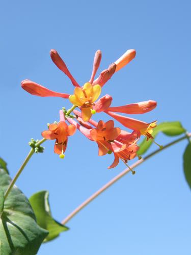 Goldflame Honeysuckle (Lonicera x heckrottii)