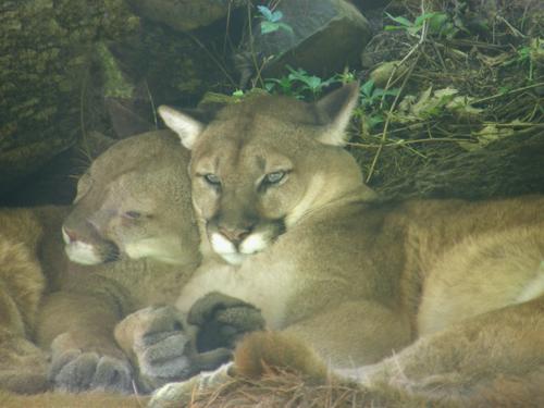 Mountain Lion (Puma concolor)