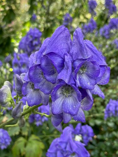 Autumn Monkshood