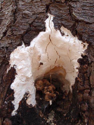 Dog Vomit Slime Mold (Muclago crustacea)