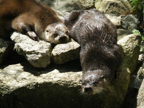 Northern River Otter (Lontra canadensis)