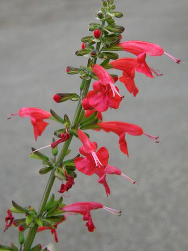 Red Sage