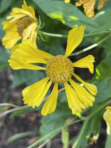 Sneezeweed (Helenium autumnale) in October at Kirkwood Gardens