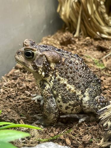 American Toad (Bufo americanus) at Squam Lakes Natural Science Center