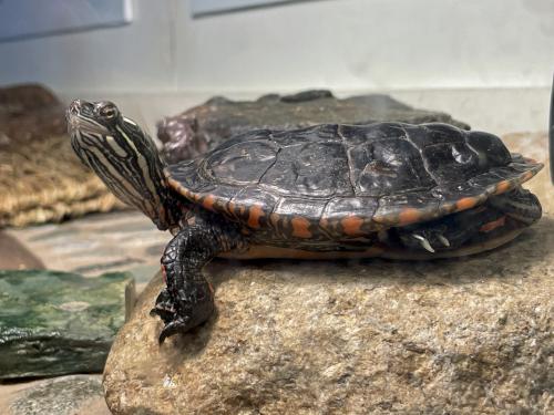 Painted Turtle (Chrysemys picta) at Squam Lakes Natural Science Center