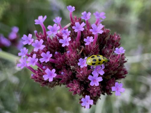 Purpletop Vervain (Verbena bonariensis) in October at Kirkwood Gardens