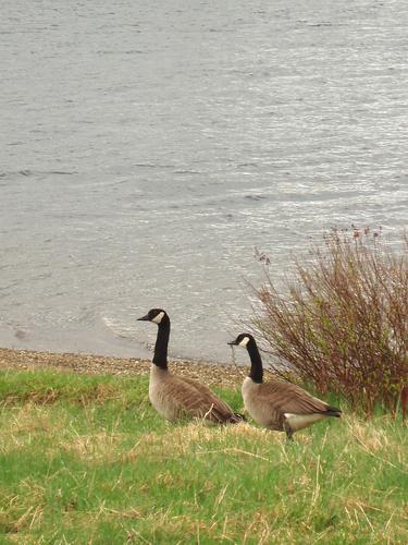 Geese