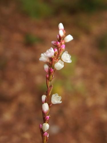 Carey's Smartweed