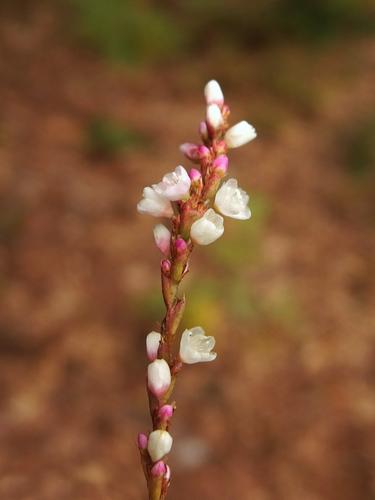 Carey's Smartweed (Polygonum careyi) in Cutter Woods at Pelham in southern New Hampshire