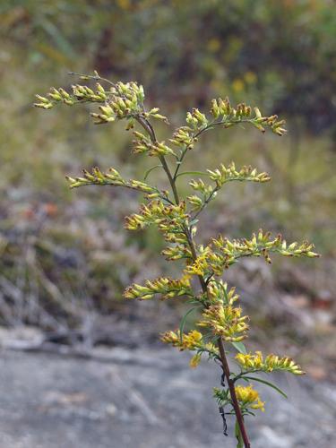 Early Goldenrod
