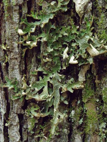 Lung Lichen (Lobaria pulmonaria)