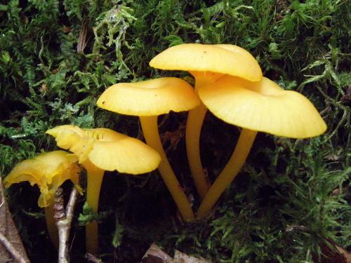 Nested Waxcap (Hygrocybe nitida)