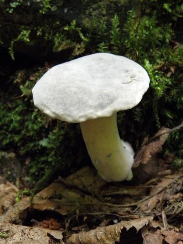 Ornate-stalked Bolete (Boletus ornatipes)