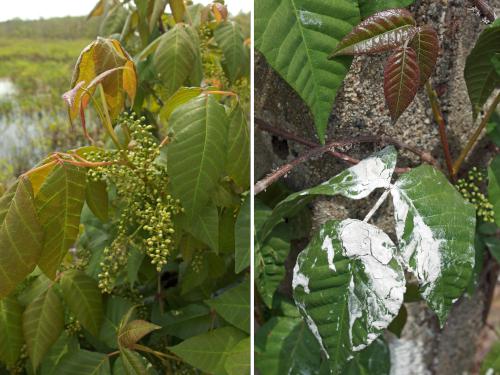 poison ivy in May at Shattuck Reservation in eastern Massachusetts