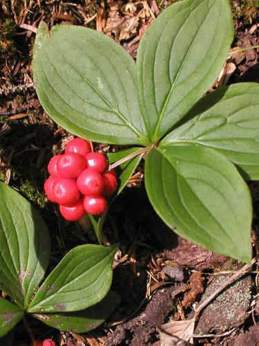 Bunchberry berries