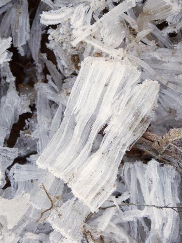 needle ice on the trail to Shelburne Moriah Mountain in New Hampshire