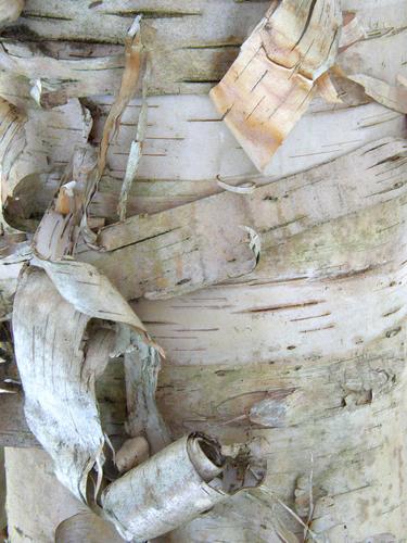 shedding bark on a White Birch in Sheldrick Forest in New Hampshire