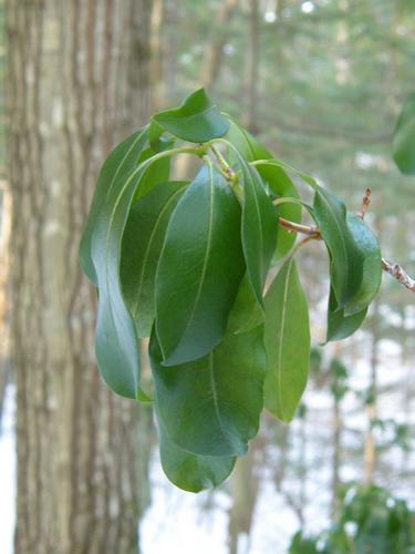 Mountain Laurel growing in Sheldrick Forest in winter in New Hampshire