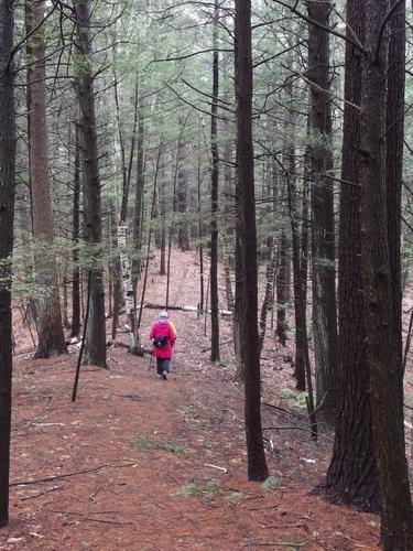 hiking path in Sheldrick Forest in spring in New Hampshire