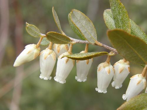 Leatherleaf
