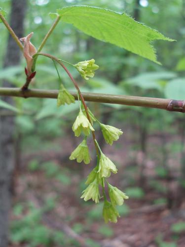 Striped Maple