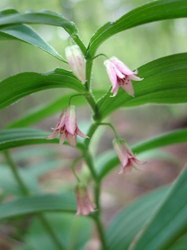 Rose Twisted-stalk