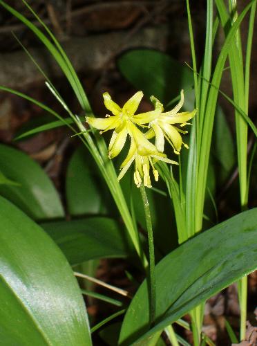 Blue Bead Lily flowers