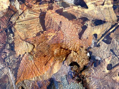 ice pattern in December on Smith Hill in New Hampshire