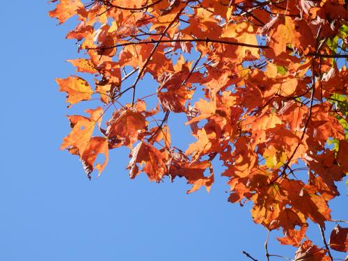 early fall foliage on Mount Snow in Vermont